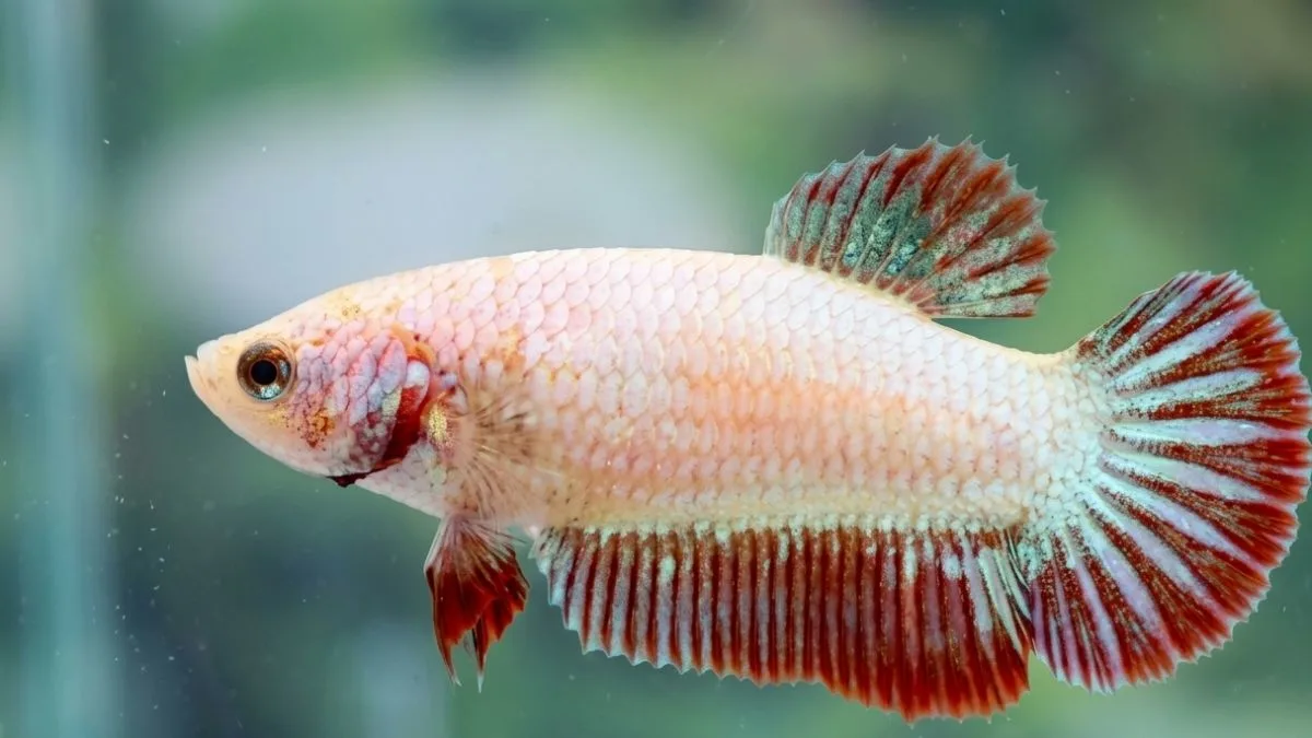 Gambar ikan cupang betina