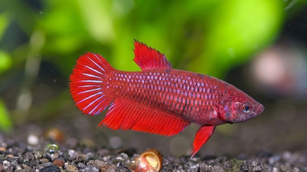 Gambar ikan cupang betina