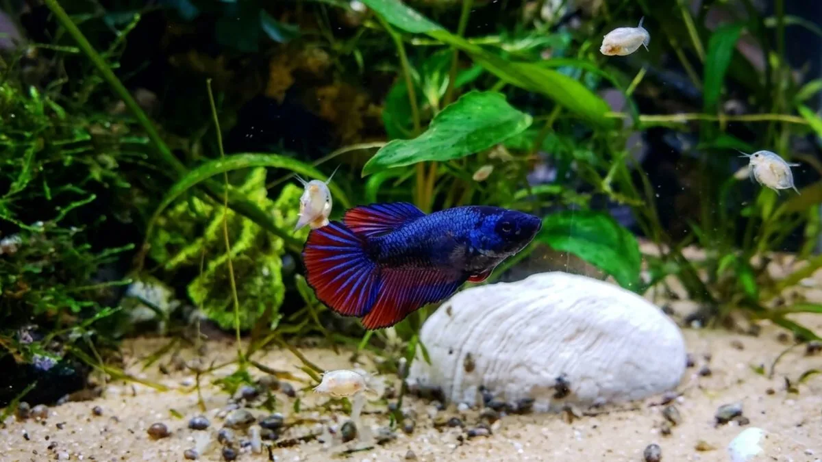Gambar ikan cupang betina
