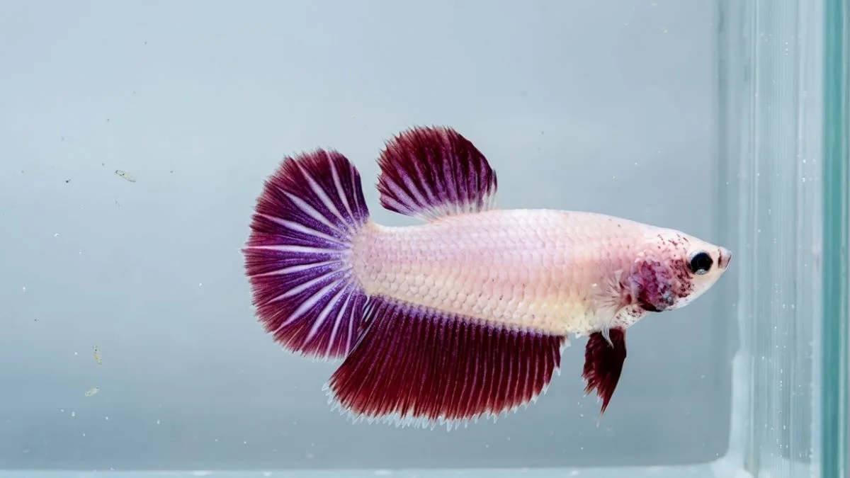 Gambar ikan cupang betina