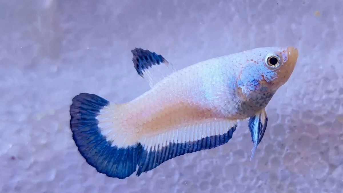 Gambar ikan cupang betina