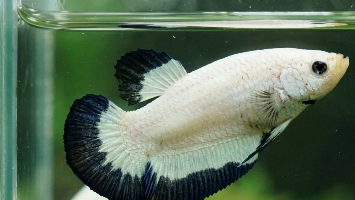 Gambar ikan cupang betina