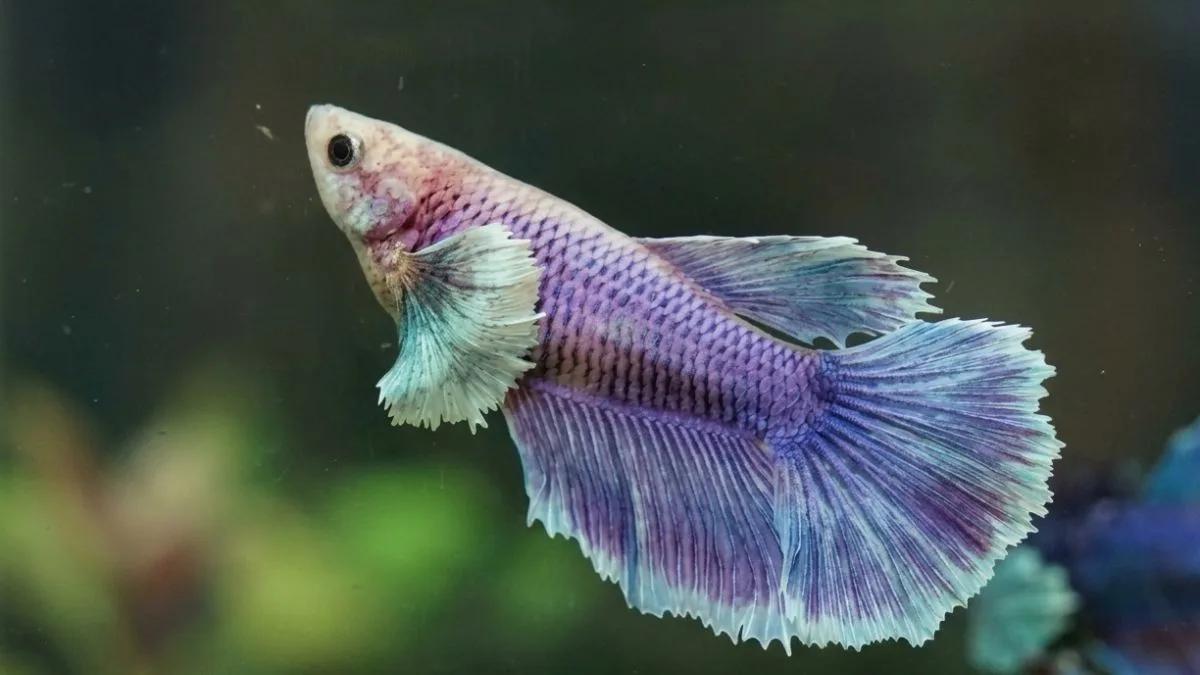 Gambar ikan cupang betina