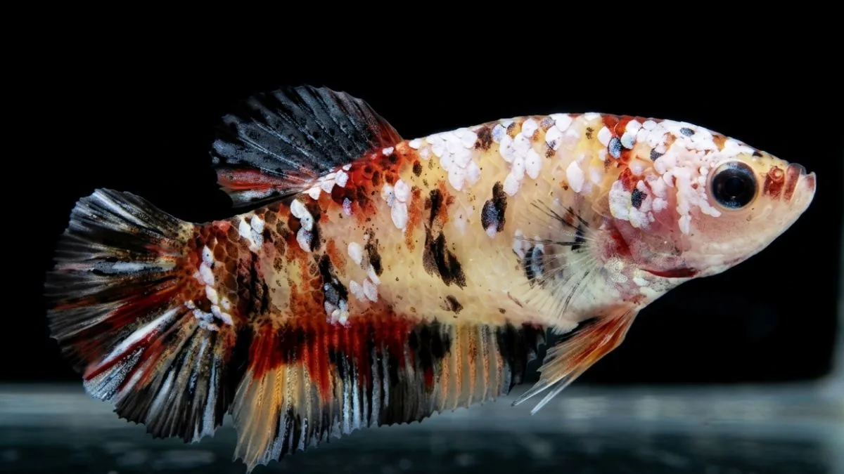 Gambar ikan cupang betina