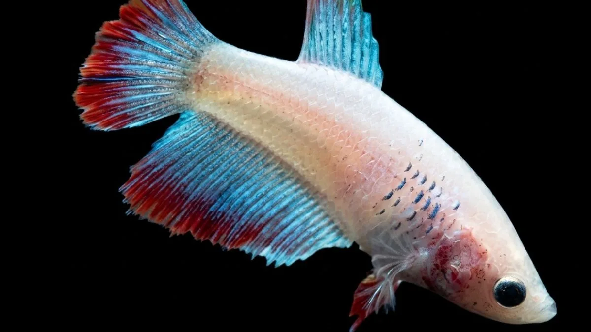 Gambar ikan cupang betina