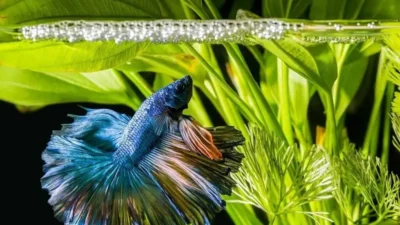 Gambar ikan cupanng jantan membuat gelembung