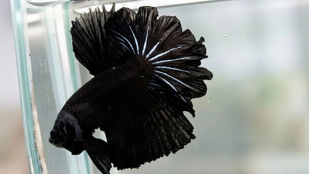 gambar-ikan-cupang-super-black (1) Gambar ikan cupang super black