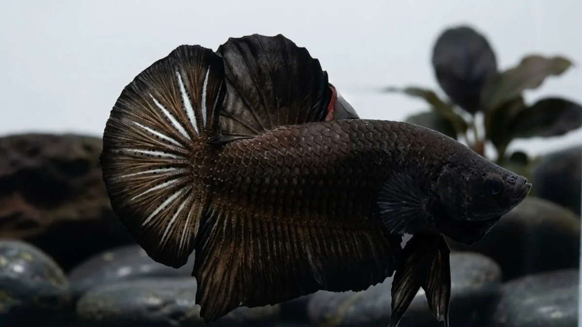 gambar-ikan-cupang-super-black (10) Gambar ikan cupang super black