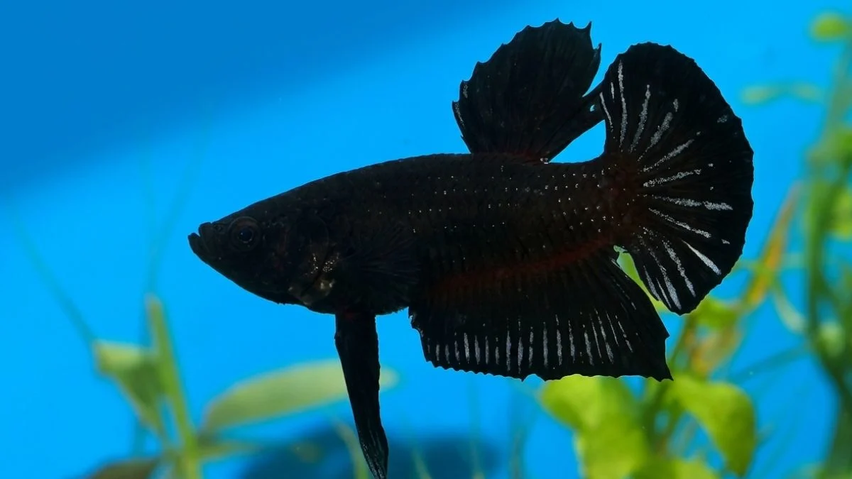 gambar-ikan-cupang-super-black (2) Gambar ikan cupang super black