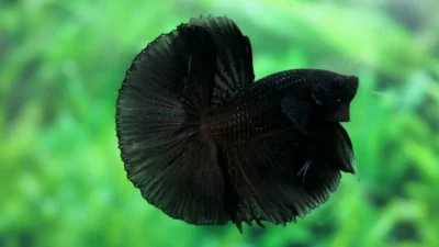 Gambar ikan cupang super black