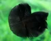 Gambar ikan cupang super black