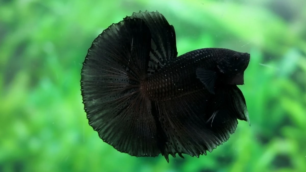 Gambar ikan cupang super black