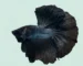 Gambar ikan cupang super black