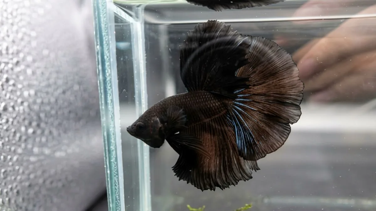 gambar-ikan-cupang-super-black (5) Gambar ikan cupang super black