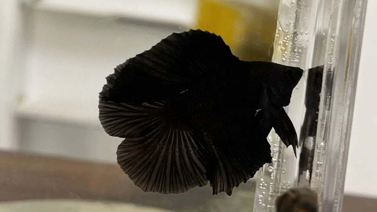 gambar-ikan-cupang-super-black (6) Gambar ikan cupang super black