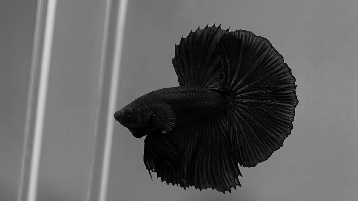 gambar-ikan-cupang-super-black (7) Gambar ikan cupang super black