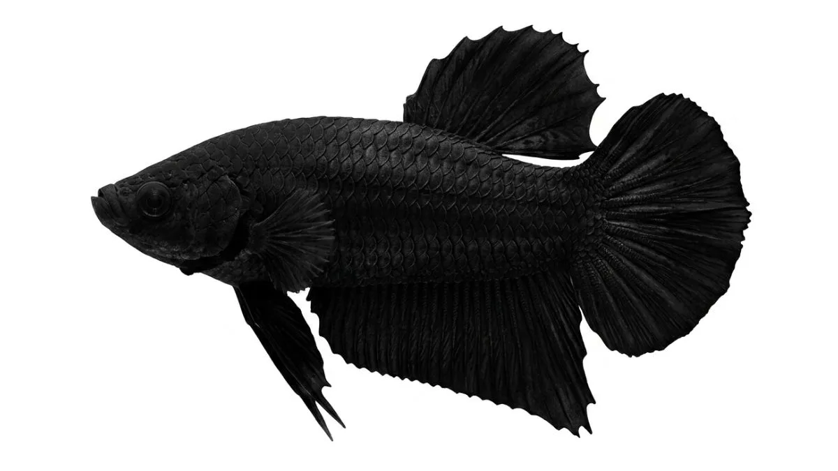 gambar-ikan-cupang-super-black (8) Gambar ikan cupang super black