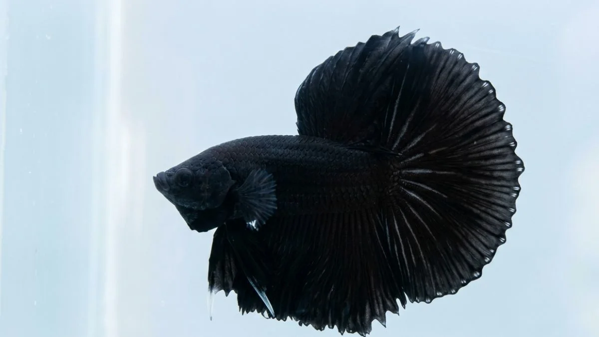 gambar-ikan-cupang-super-black (9) Gambar ikan cupang super black