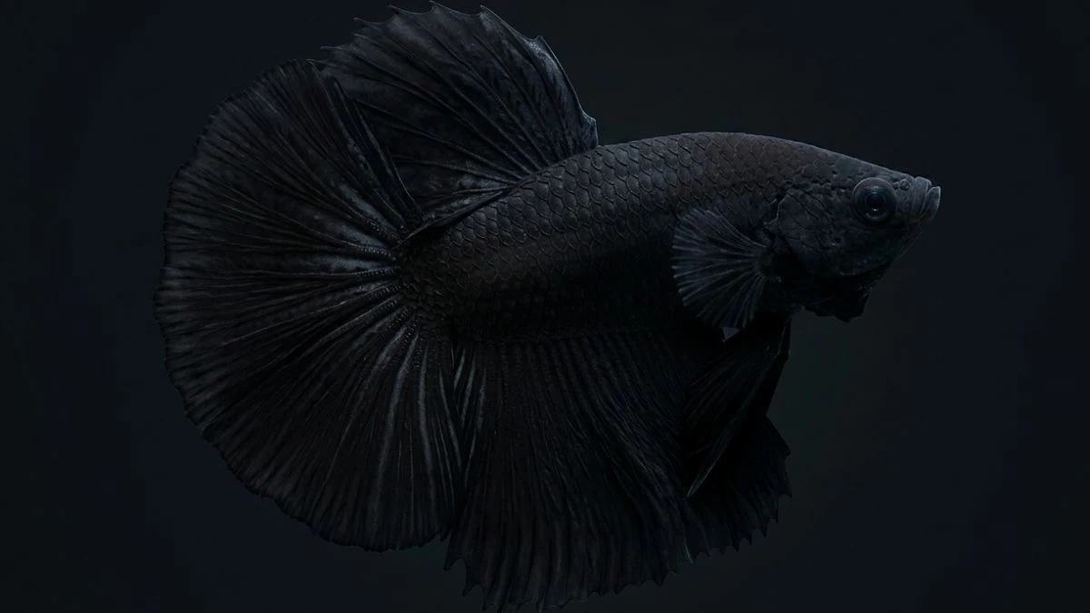 gambar-ikan-cupang-super-black Gambar ikan cupang super black