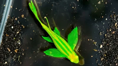 Gambar ikan danio slayer yang cocok untuk artikel cara ternak ikan danio slayer