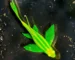 Gambar ikan danio slayer yang cocok untuk artikel cara ternak ikan danio slayer