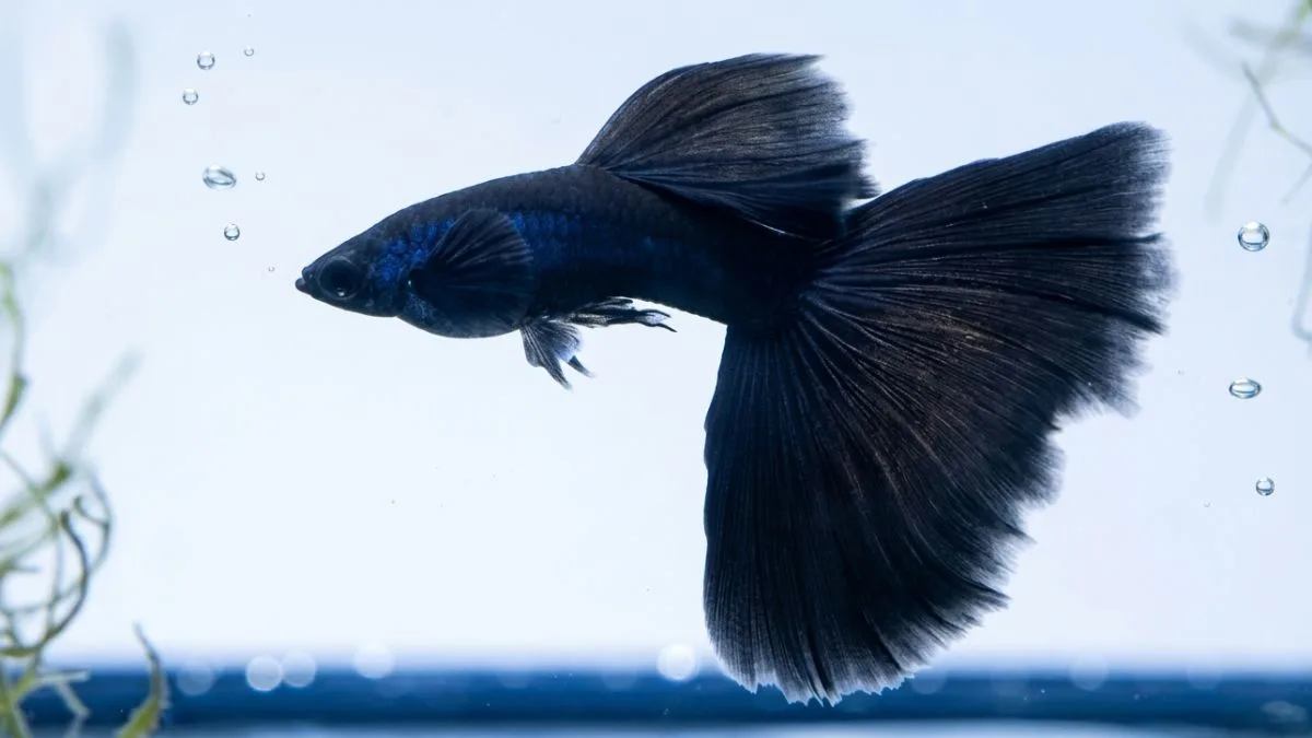 gambar ikan guppy black moscow.