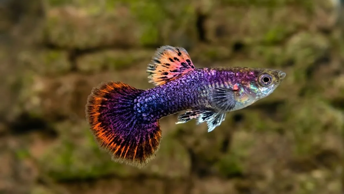 Gambar ikan guppy magenta
