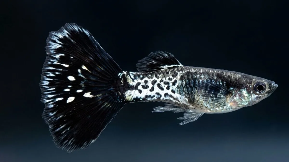 gambar guppy metal