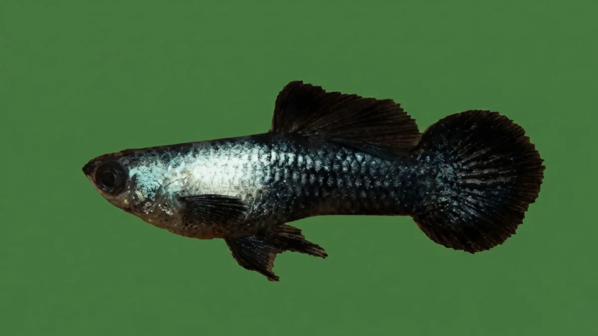 gambar guppy panda.