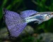 Gambar guppy purple grass.