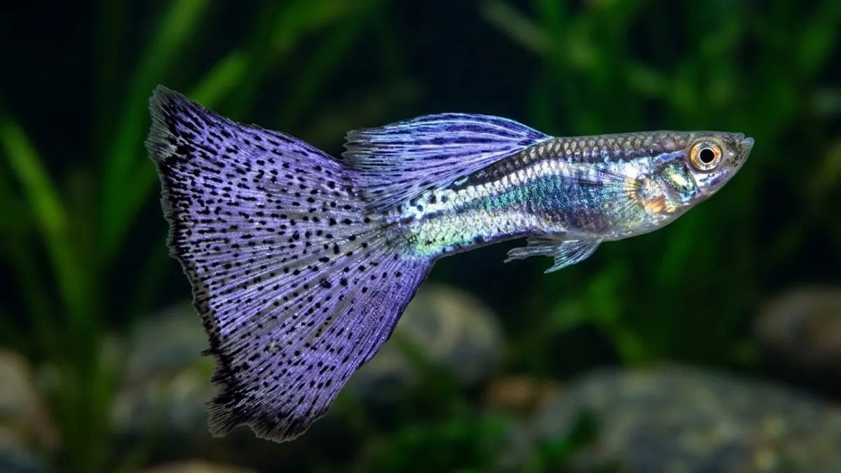 Gambar guppy purple grass.