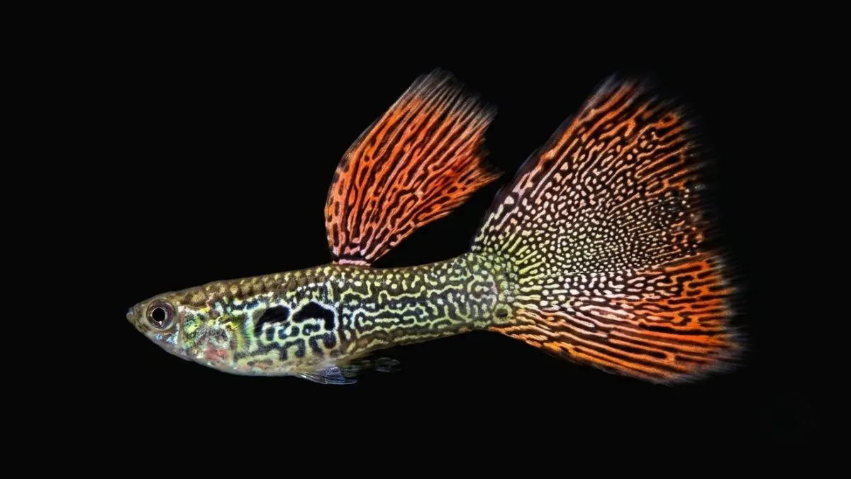gambar ikan guppy red lace.