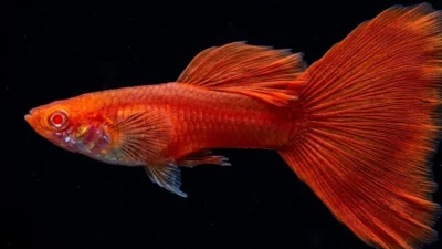 Ikan guppy red moscow