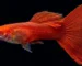 Ikan guppy red moscow