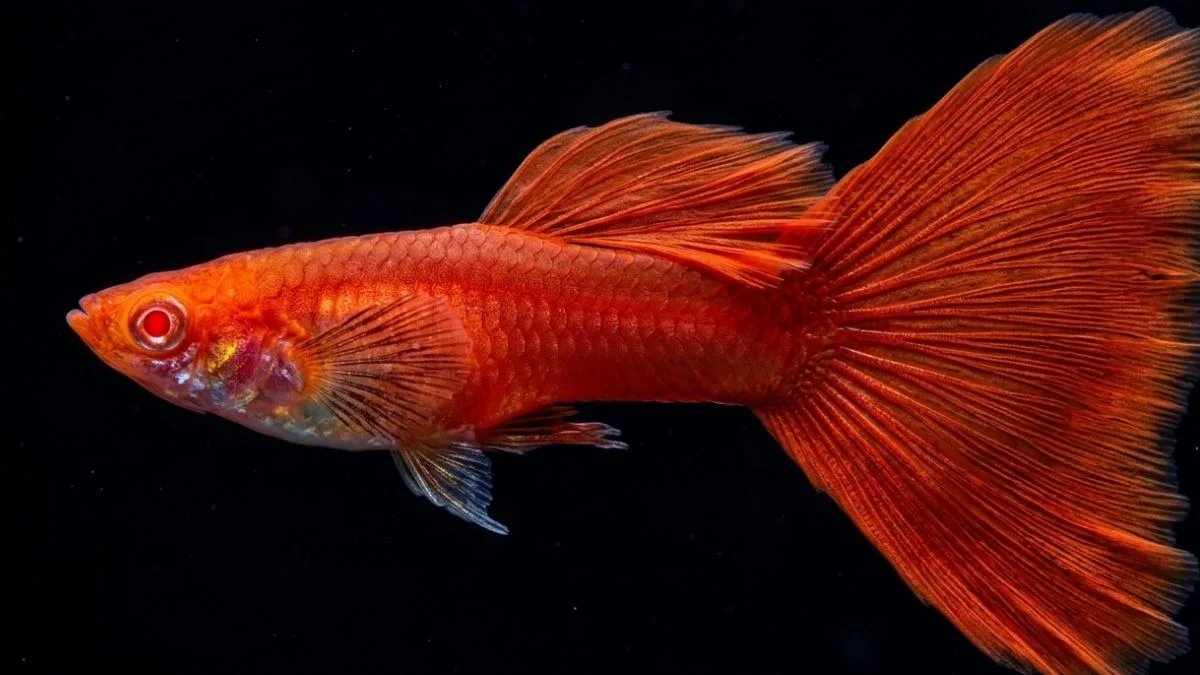 Ikan guppy red moscow