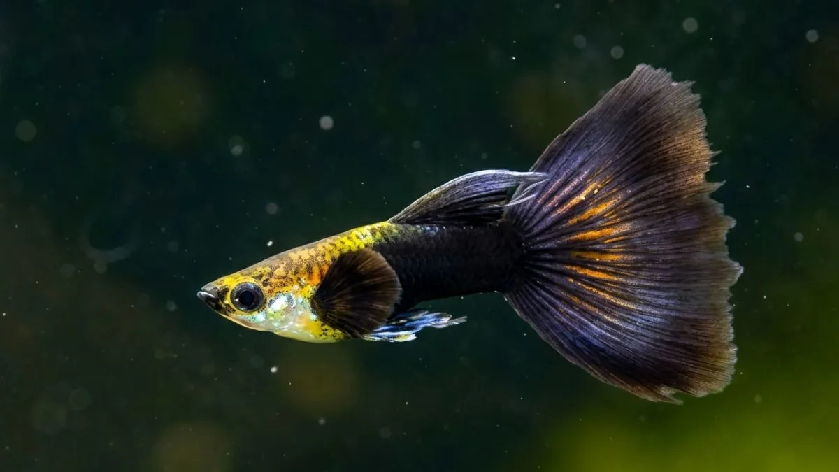 gambar ikan guppy tuxedo.