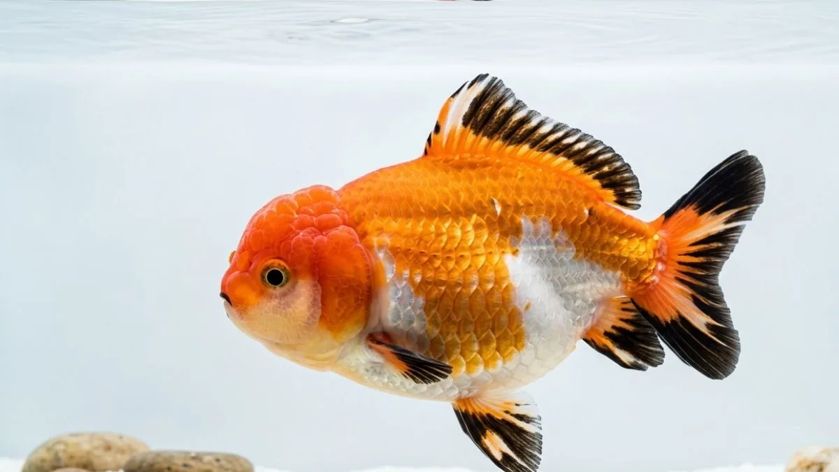 Gambar ikan koki short tail