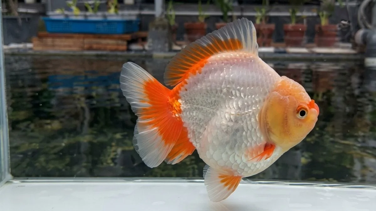 Gambar ikan koki short tail