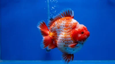 Gambar ikan koki short tail