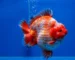 Gambar ikan koki short tail