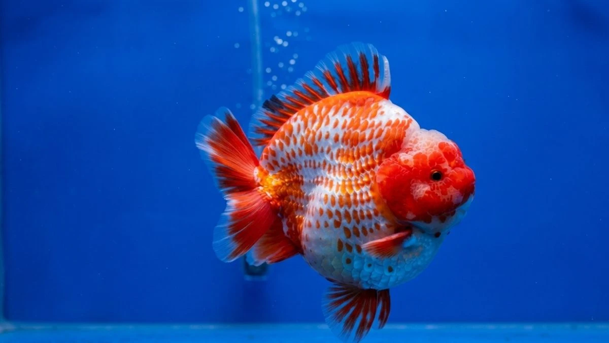 Gambar ikan koki short tail
