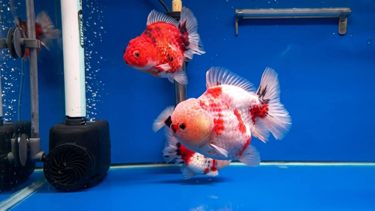 Gambar ikan koki short tail