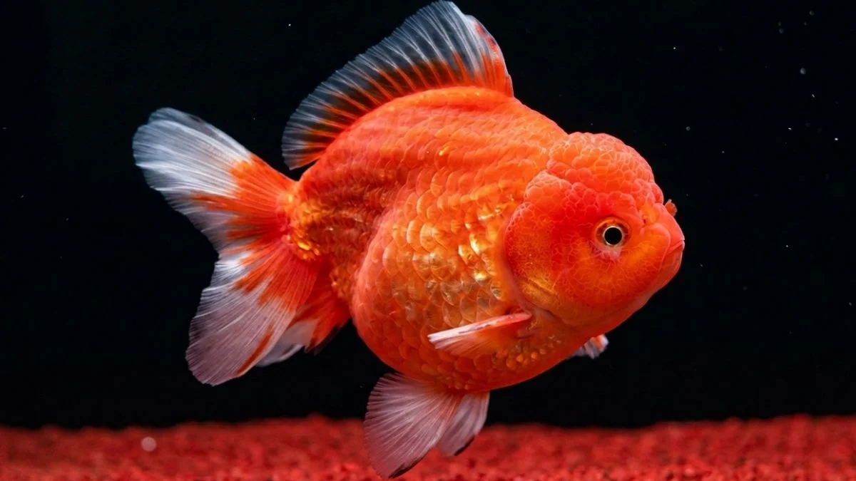 Gambar ikan koki short tail