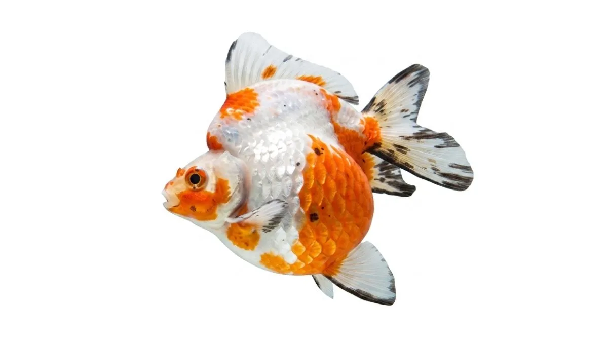 Gambar ikan koki short tail