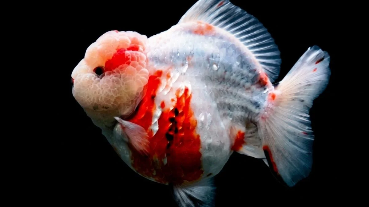 Gambar ikan koki short tail
