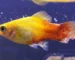 Gambar ikan platy fin riot yang cocok untuk artikel kenaoa ikan platy maty