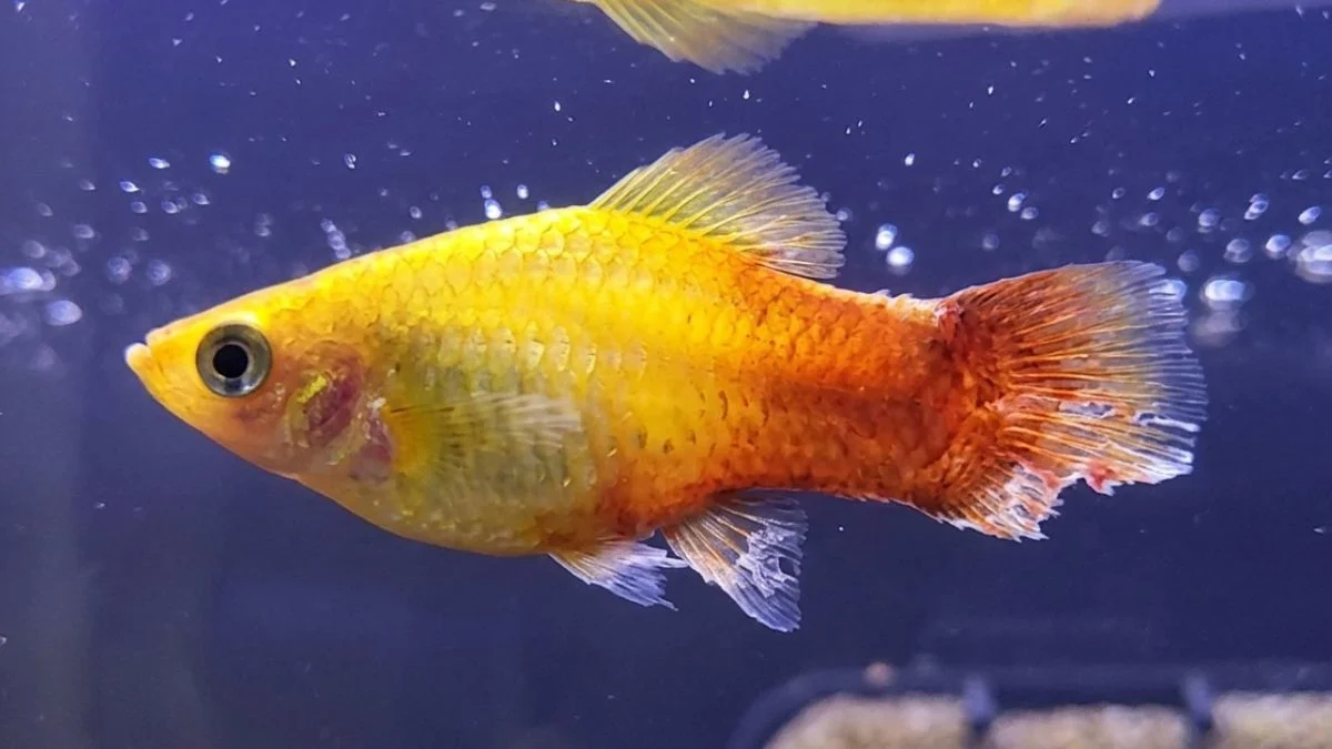 Gambar ikan platy fin riot yang cocok untuk artikel kenaoa ikan platy maty