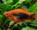 Gambar ikan platy tuxedo