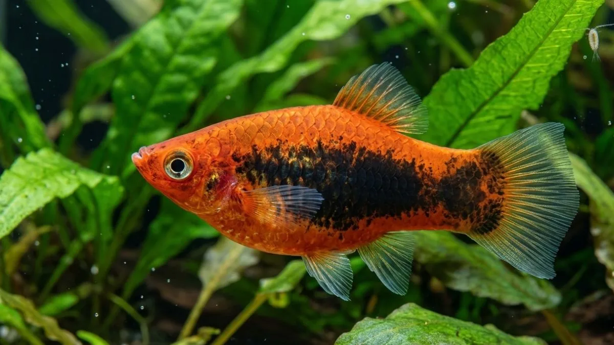 Gambar ikan platy tuxedo