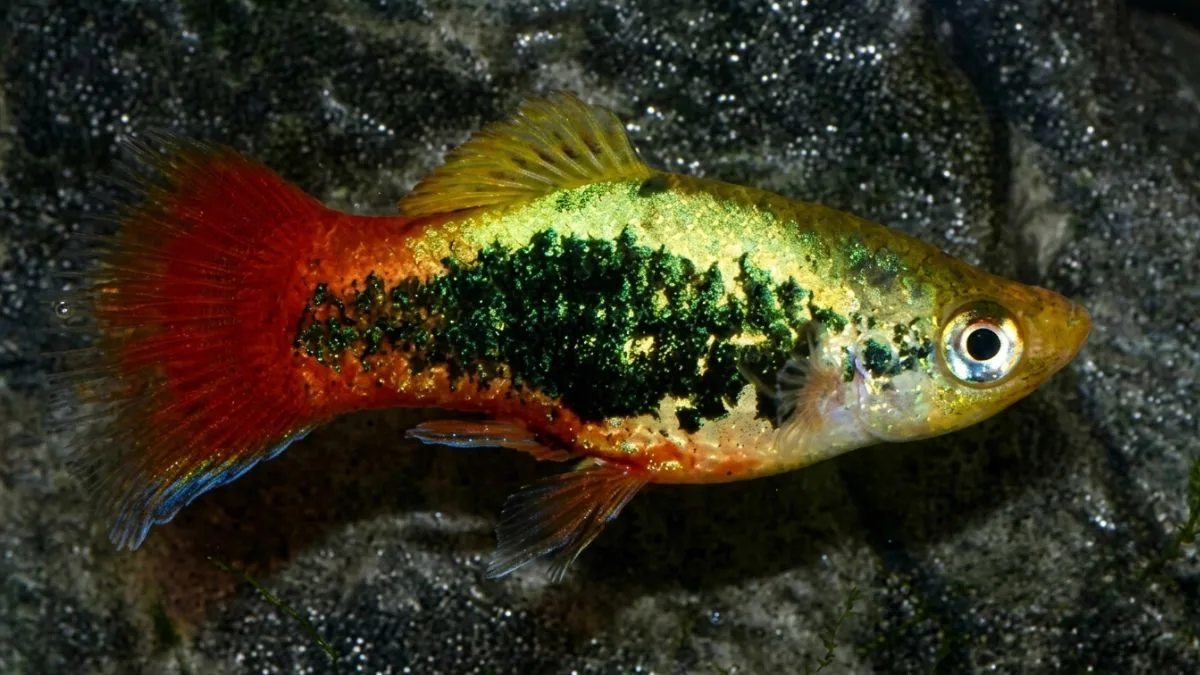 Gambar ikan platy tuxedo